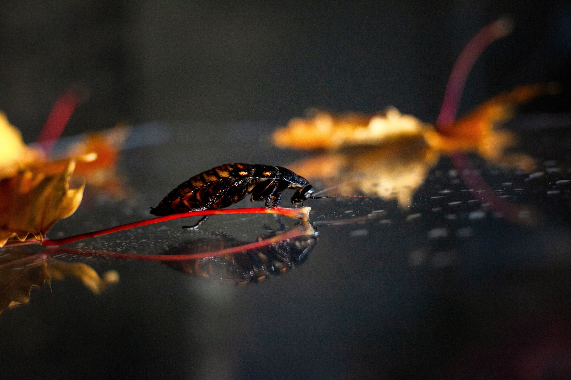 cockroach on a twig